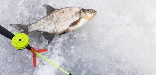 死鱼正口什么意思【死鱼正口是什么原因】