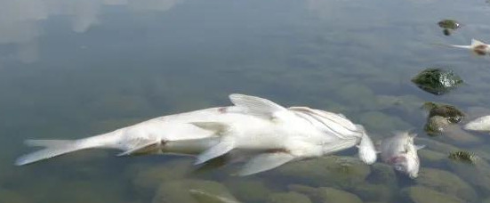 死鱼正口什么意思【死鱼正口是什么原因】