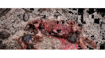 螃蟹螃蟹的照片【女螃蟹长什么样子】