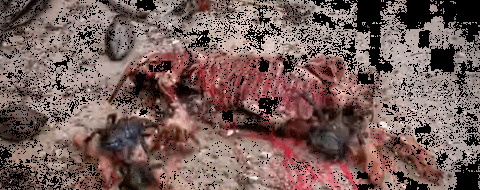 螃蟹螃蟹的照片【女螃蟹长什么样子】