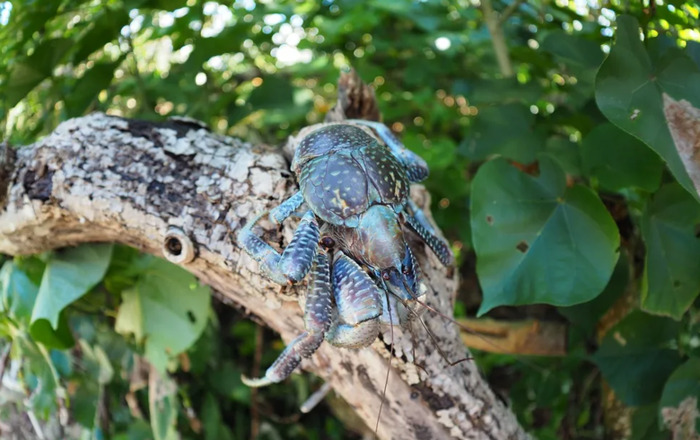 螃蟹螃蟹的照片【女螃蟹长什么样子】