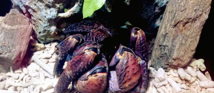 螃蟹螃蟹的照片【女螃蟹长什么样子】