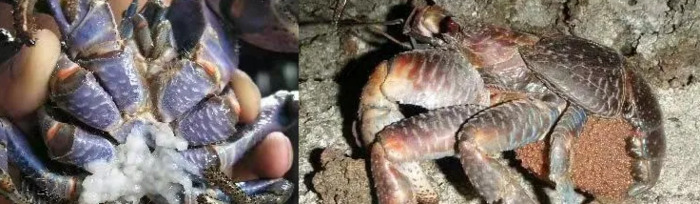 螃蟹螃蟹的照片【女螃蟹长什么样子】