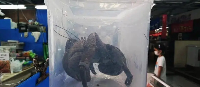 螃蟹螃蟹的照片【女螃蟹长什么样子】