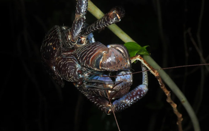 螃蟹螃蟹的照片【女螃蟹长什么样子】