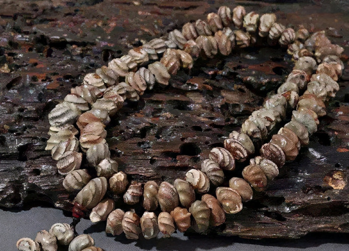 莲子菩提盘玩【莲花菩提怎么盘玩】