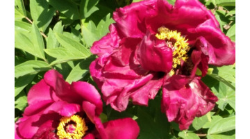 五行缺火怎么补火【五行缺火怎么补救】