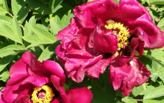 五行缺火怎么补火【五行缺火怎么补救】