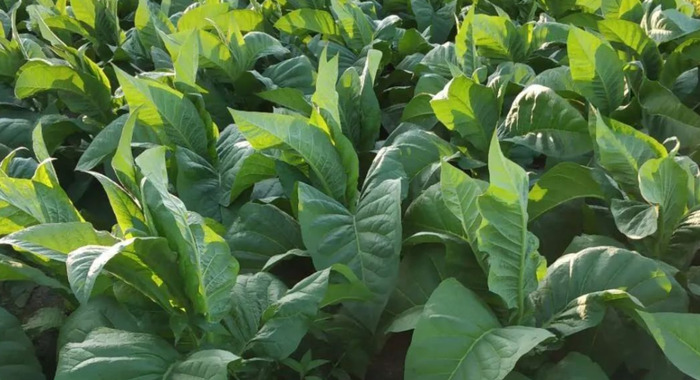 关于男人抽烟的语句【关于男人抽烟的经典语录】