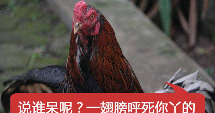 安静如鸡这个词怎么来的【安静如鸡是成语吗】