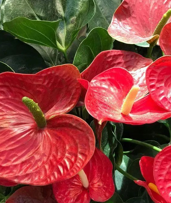 家里再穷也要养这3种花八种植物招财又旺宅【家怎穷都要养这四种花是啥花】