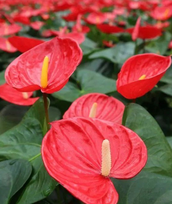 家里再穷也要养这3种花八种植物招财又旺宅【家怎穷都要养这四种花是啥花】