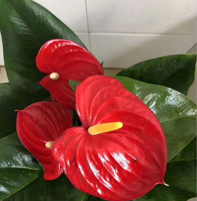 家里再穷也要养这3种花八种植物招财又旺宅【家怎穷都要养这四种花是啥花】