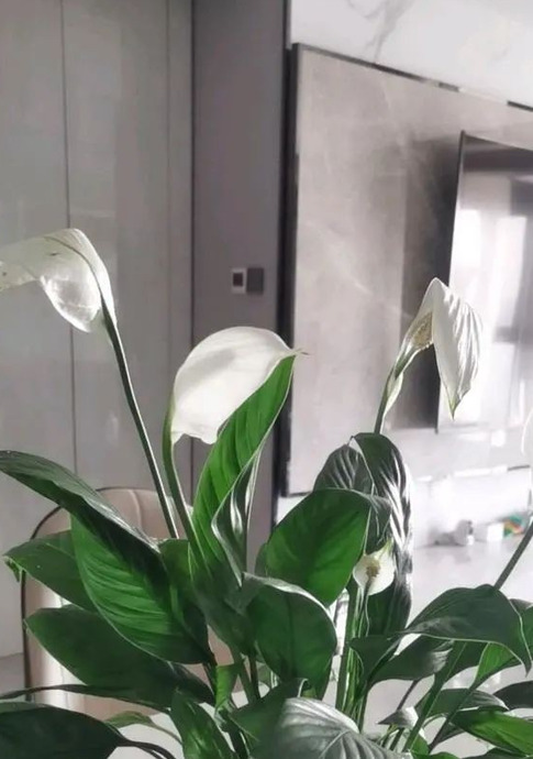 家里再穷也要养这3种花八种植物招财又旺宅【家怎穷都要养这四种花是啥花】