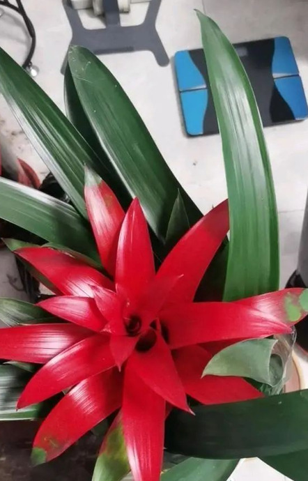 家里再穷也要养这3种花八种植物招财又旺宅【家怎穷都要养这四种花是啥花】