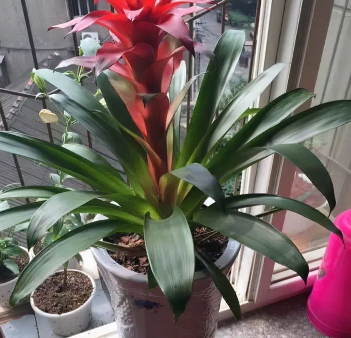 家里再穷也要养这3种花八种植物招财又旺宅【家怎穷都要养这四种花是啥花】