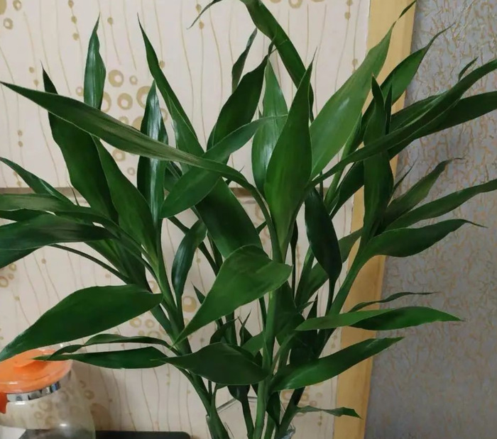 家里再穷也要养这3种花八种植物招财又旺宅【家怎穷都要养这四种花是啥花】