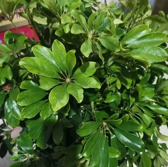 家里再穷也要养这3种花八种植物招财又旺宅【家怎穷都要养这四种花是啥花】