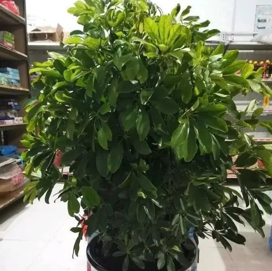 家里再穷也要养这3种花八种植物招财又旺宅【家怎穷都要养这四种花是啥花】