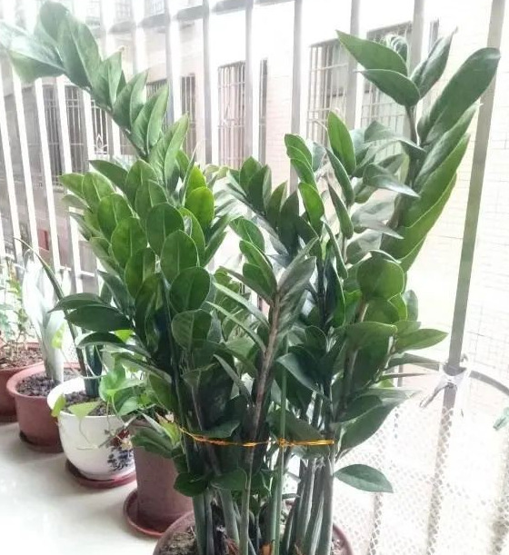 家里再穷也要养这3种花八种植物招财又旺宅【家怎穷都要养这四种花是啥花】