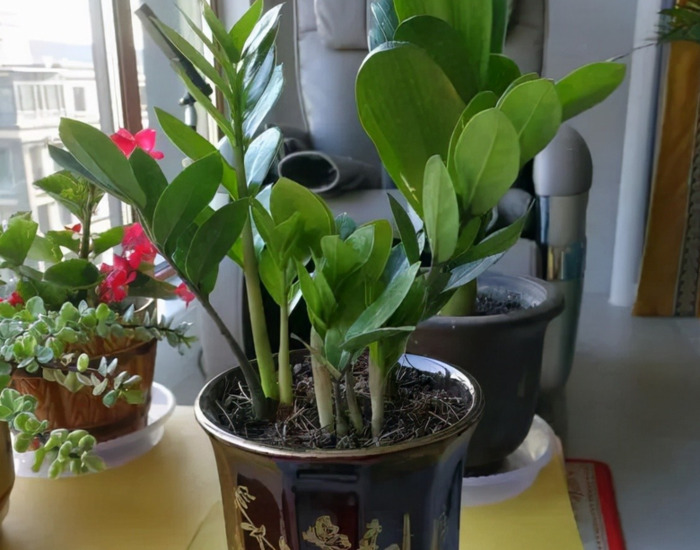 家里再穷也要养这3种花八种植物招财又旺宅【家怎穷都要养这四种花是啥花】