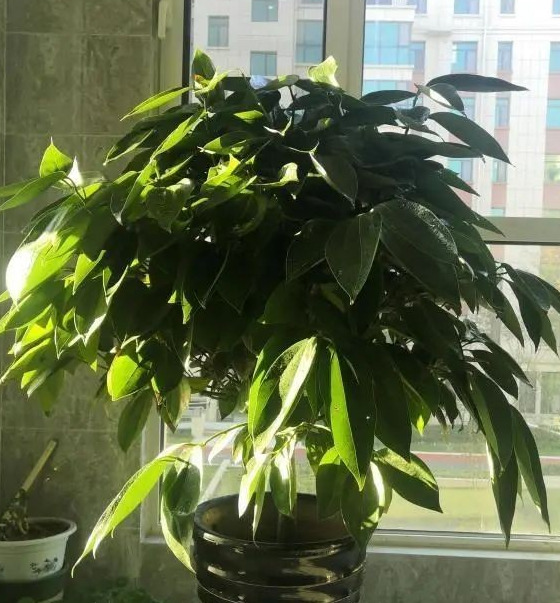 家里再穷也要养这3种花八种植物招财又旺宅【家怎穷都要养这四种花是啥花】