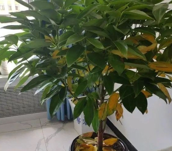 家里再穷也要养这3种花八种植物招财又旺宅【家怎穷都要养这四种花是啥花】