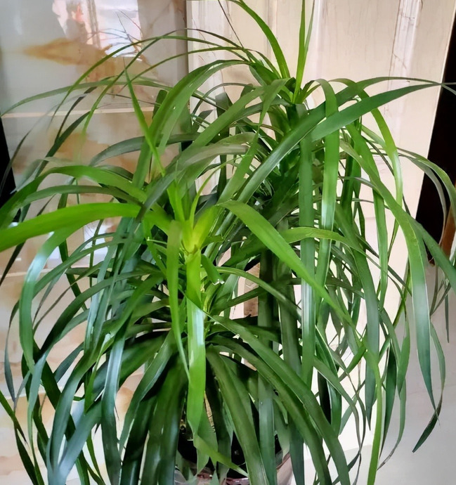 家里再穷也要养这3种花八种植物招财又旺宅【家怎穷都要养这四种花是啥花】