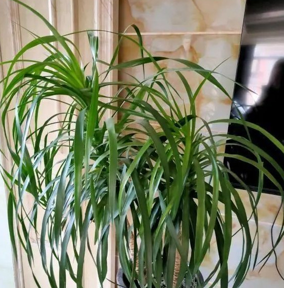 家里再穷也要养这3种花八种植物招财又旺宅【家怎穷都要养这四种花是啥花】