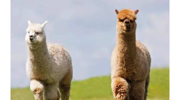 羊驼吐口水很臭吗【羊驼口水味道】