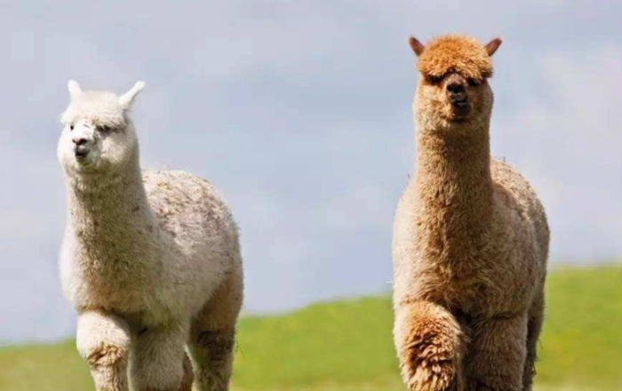 羊驼吐口水很臭吗【羊驼口水味道】