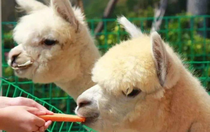 羊驼吐口水很臭吗【羊驼口水味道】