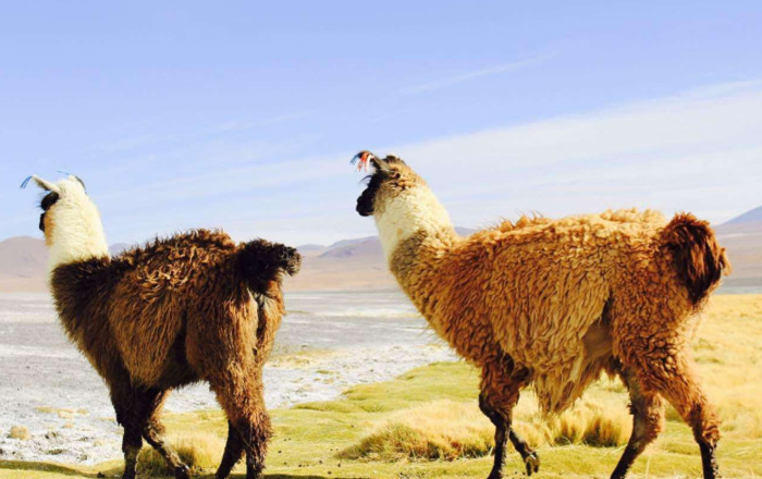 羊驼吐口水很臭吗【羊驼口水味道】