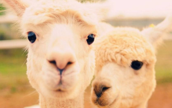 羊驼吐口水很臭吗【羊驼口水味道】