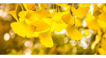 关于银杏的文案知乎【关于银杏的文案简短】