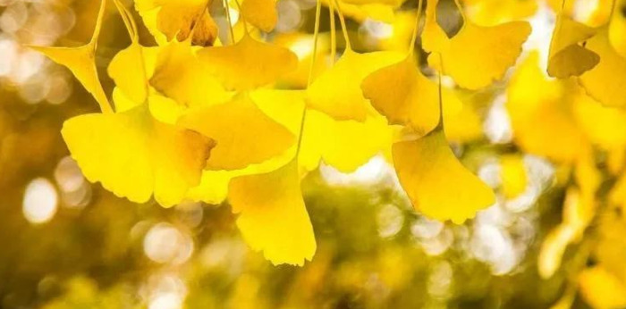 关于银杏的文案知乎【关于银杏的文案简短】