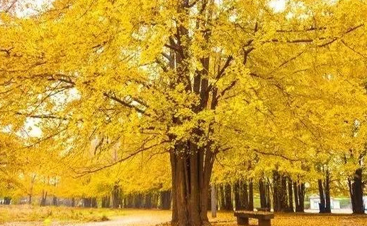 关于银杏的文案知乎【关于银杏的文案简短】