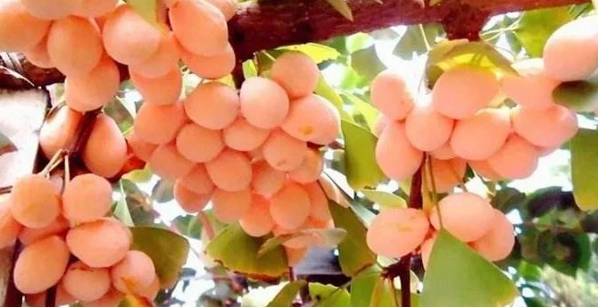 关于银杏的文案知乎【关于银杏的文案简短】