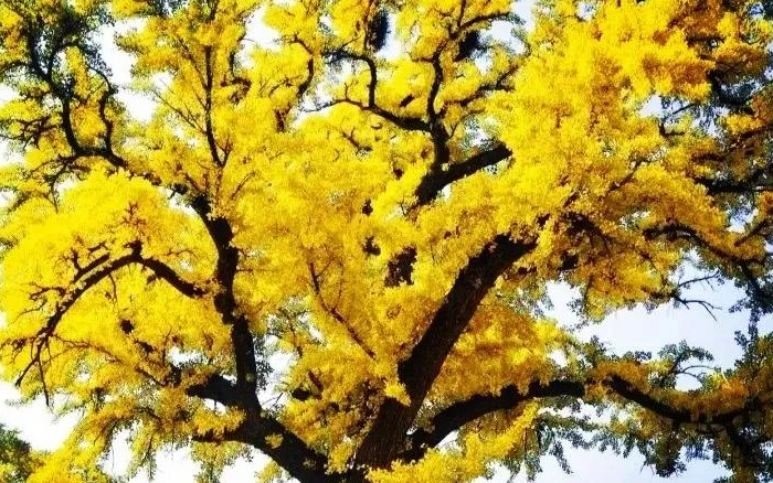 关于银杏的文案知乎【关于银杏的文案简短】