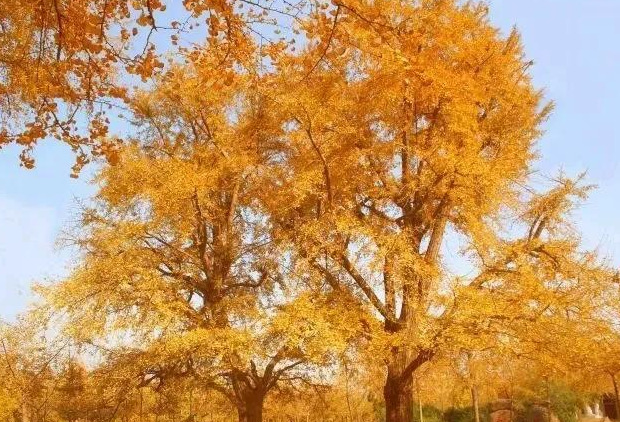 关于银杏的文案知乎【关于银杏的文案简短】