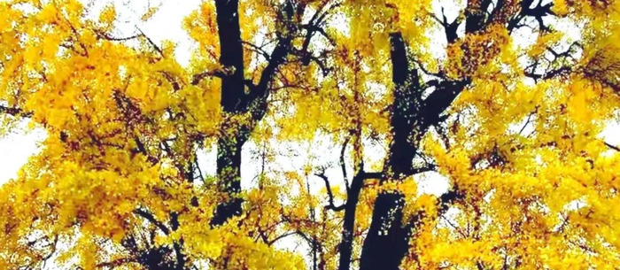 关于银杏的文案知乎【关于银杏的文案简短】