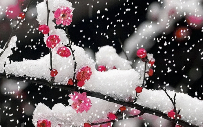 人比花漂亮怎么形容【花漂亮怎么形容人漂亮】