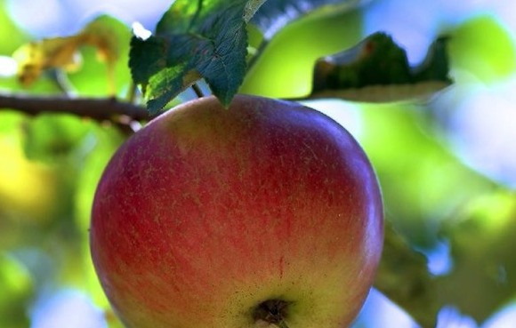 低脂减肥水果有哪些【什么水果最低脂】