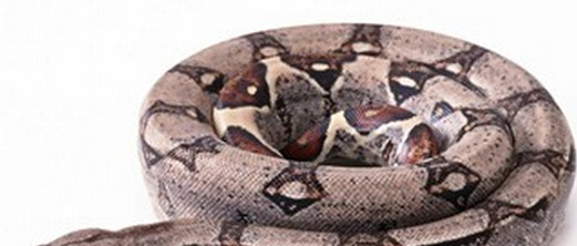 生肖兔一生最克谁【属兔的克星是谁】