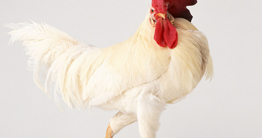 生肖兔一生最克谁【属兔的克星是谁】