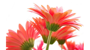 家里客厅放假花好吗【家里放假花好不好为什么?】