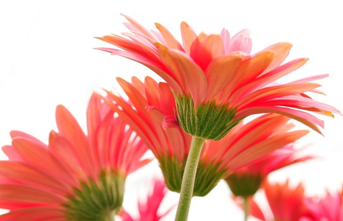 家里客厅放假花好吗【家里放假花好不好为什么?】