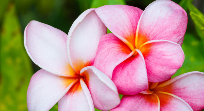 家里客厅放假花好吗【家里放假花好不好为什么?】