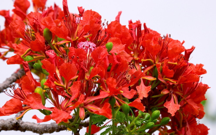 家里客厅放假花好吗【家里放假花好不好为什么?】