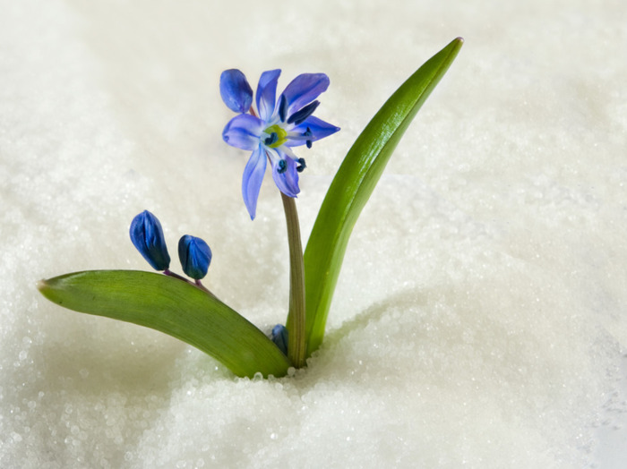 家里客厅放假花好吗【家里放假花好不好为什么?】